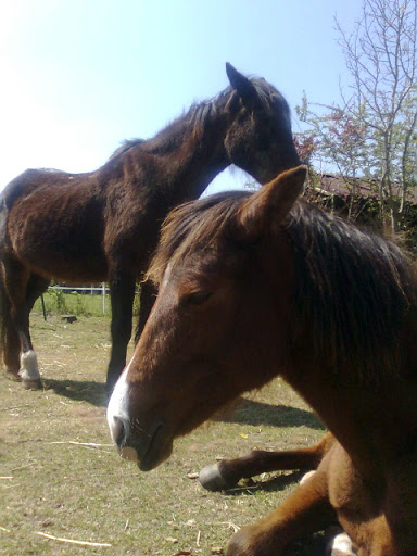 Uenah des Dunes - 2008 Photo0083