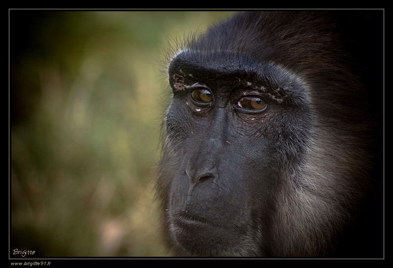 [fil collectif]- les betes a poils ... Zoo_Thoiry-026