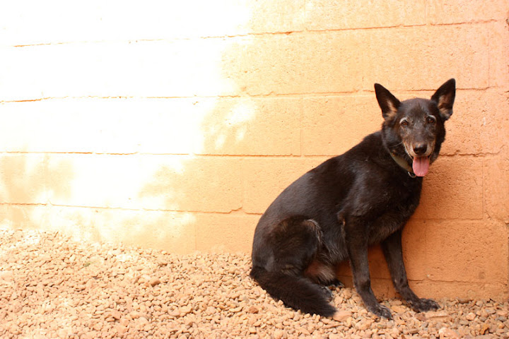 (En acogida indefinida) Sombra, macho adulto de tamaño grande en adopcion que busca una oportunidad de tener un hogar... Lleva años en el refugio... No gustaria que conozca lo que es un hogar... Refugio escuela (PE) IMG_3421