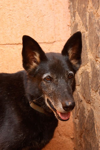 (En acogida indefinida) Sombra, macho adulto de tamaño grande en adopcion que busca una oportunidad de tener un hogar... Lleva años en el refugio... No gustaria que conozca lo que es un hogar... Refugio escuela (PE) IMG_3477