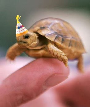 Happy Birthday Turtle! TurtleCake