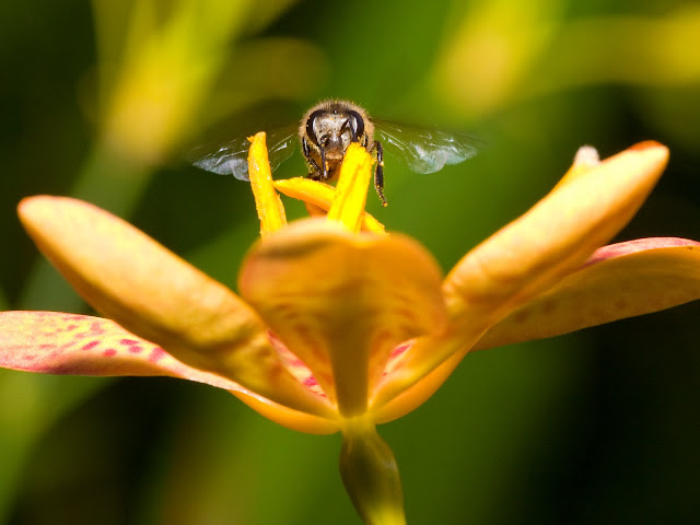 Macro at taman seribu bunga IMG_7107