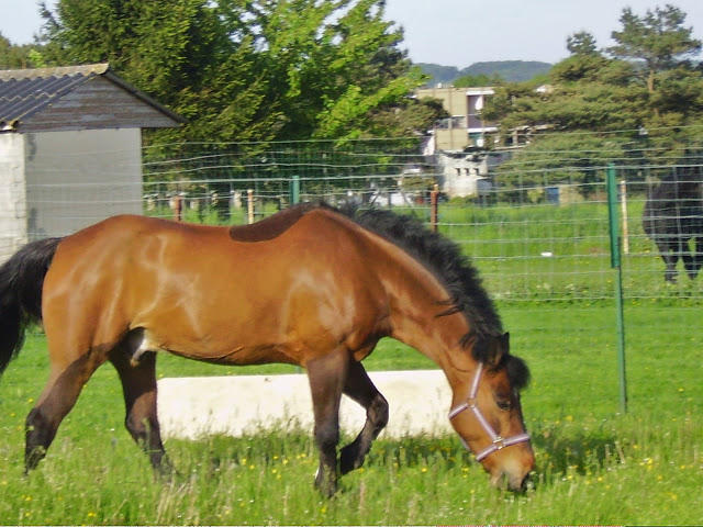 Joli poney de sport D pour dressage, CCE, SO ou loisirs IMGP0546