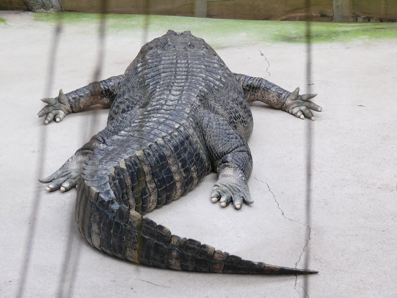 Alligator Albinos P1090024