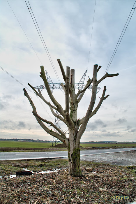 L'arbre qui voulait devenir pylône..... KITP6474-HDR