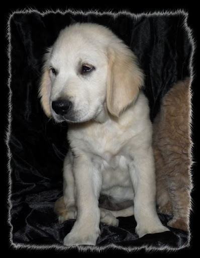 Bébés goldens (adoptés) - Page 2 Fosty%2012