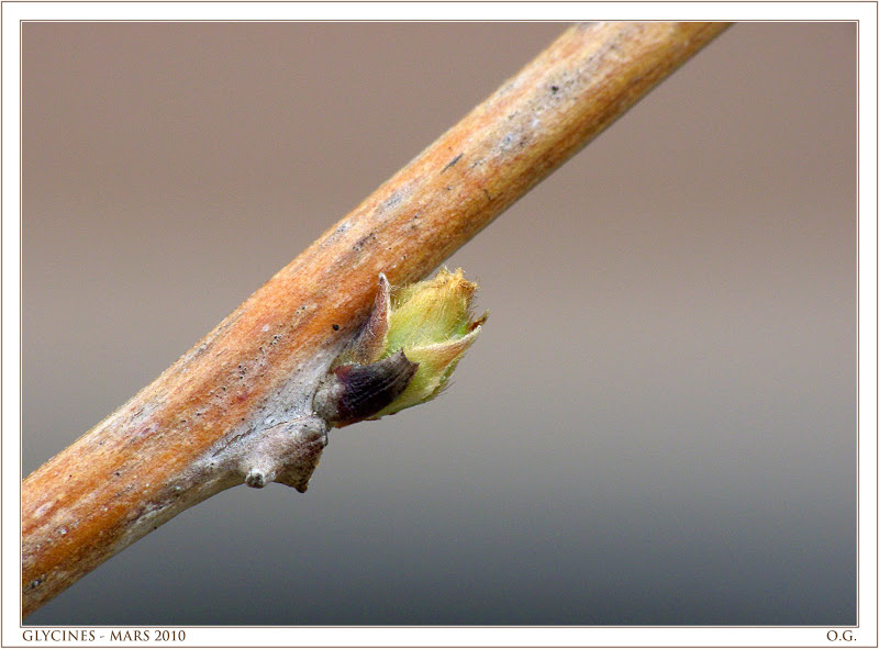 Défi 034 : Bourgeons sur les branches Bourgeon3