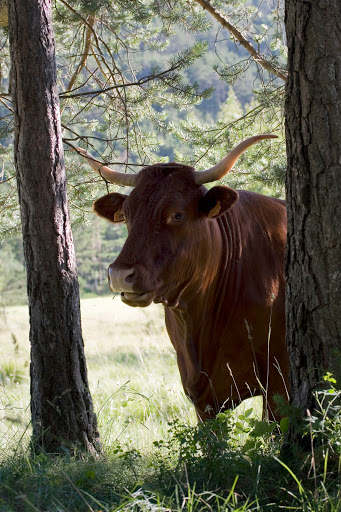 Terre de liens fait pousser les fermes Val%20de%20roure-06%20vaches