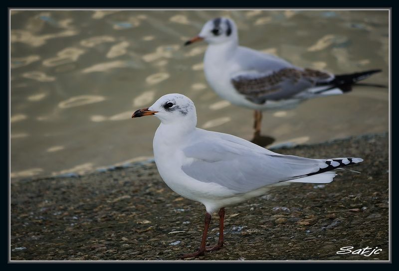 Quelques oiseaux pour tester mon Lumix G1 _1020063