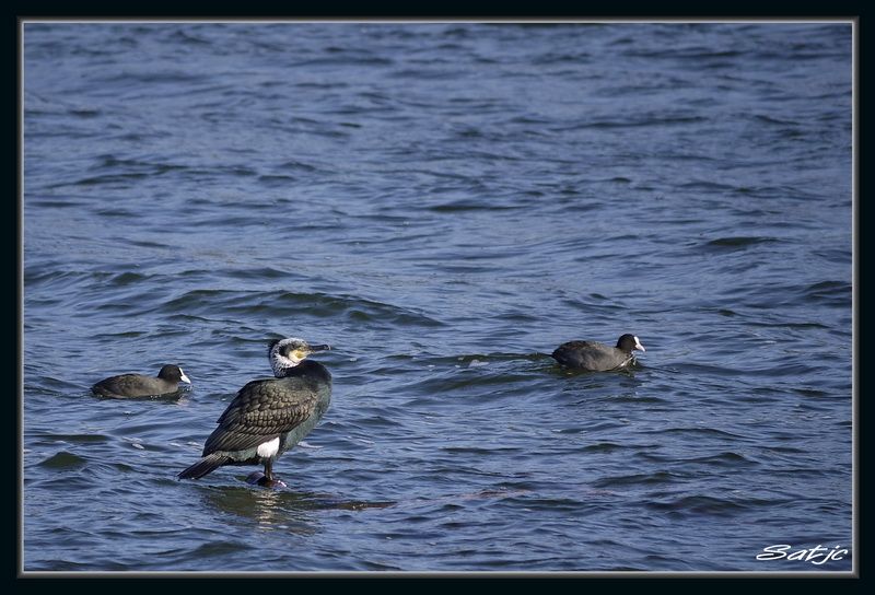 Au bord du Lac _1030457a