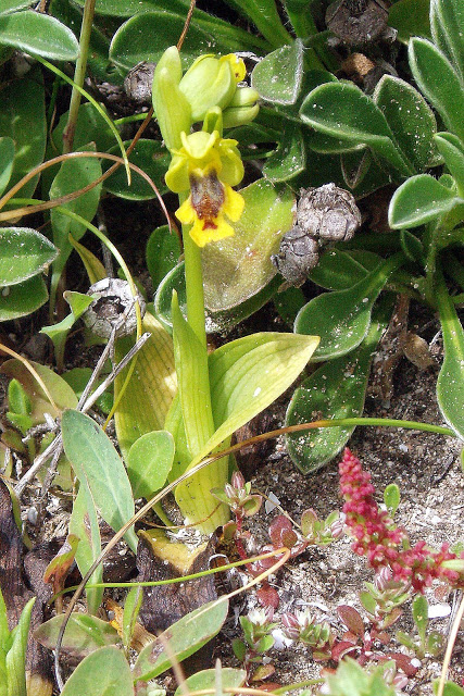 sur Ophrys corsica Dan%20Ophrys%20corsica%203b