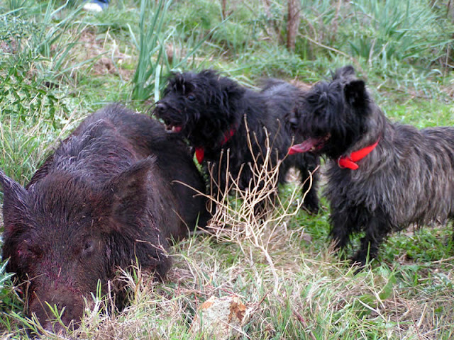 Working dog [No per sensibili] - Pagina 2 May-suri-cinghiale09