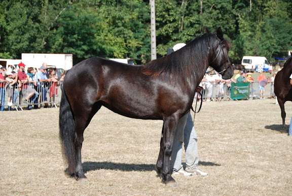 Ti'am du Grand Bosc Bouan2009%20%2877%29