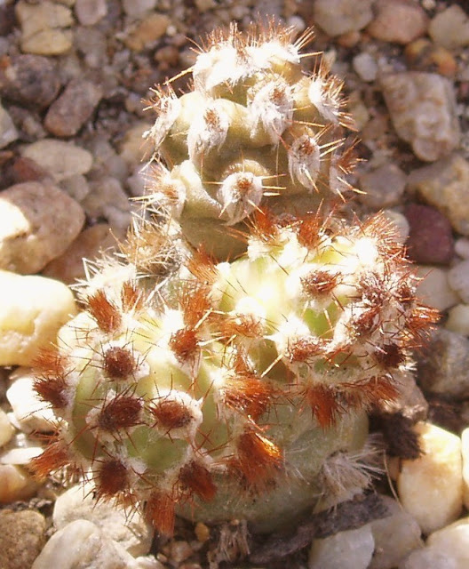 Tephrocactus molinensis Tephrocactus%20molinensis