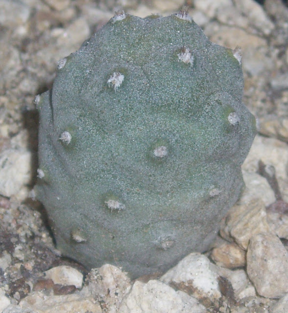 Tephrocactus articulatus Tephrocactus%20articulatus%20f%20inermis