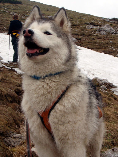 Schneebergland-Dogtrekking P5293824