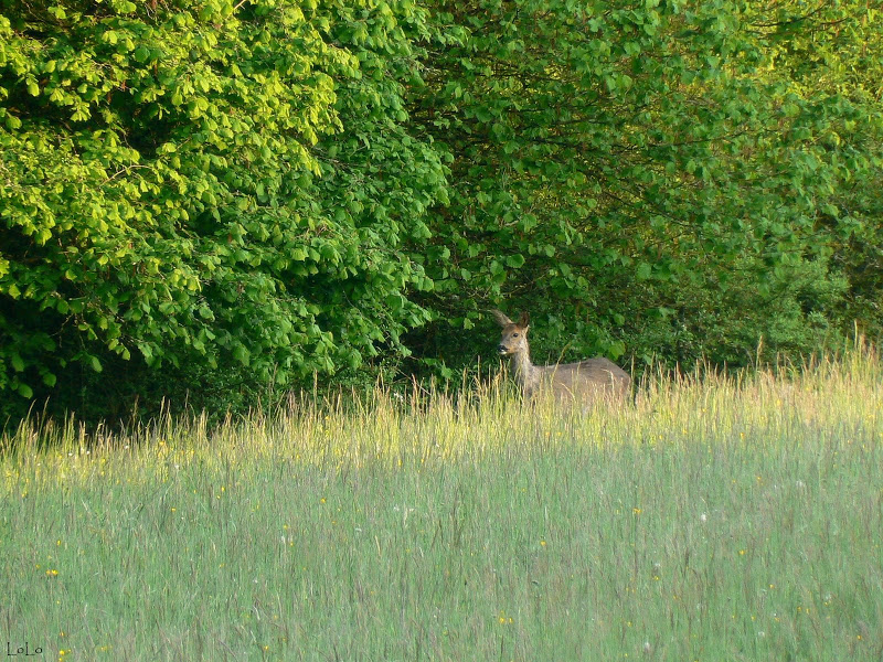 Je crois qu'on m'observe... 038