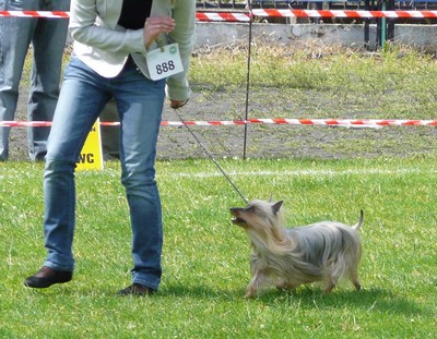 Szczecin Internatonal Dog Show -Poland P1060352