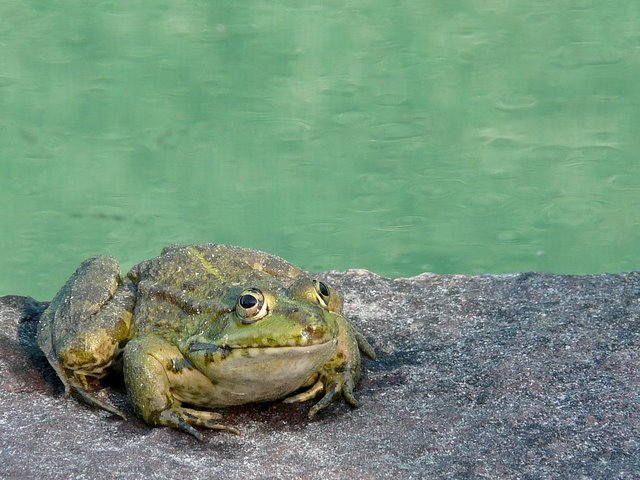 Kôa ma gueule? Grenouille