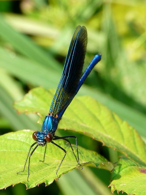 Calopteryx encore! Caliopteryx3