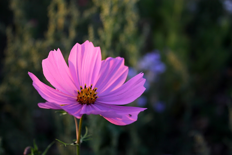 photos du 10 août 2010 Cosmos