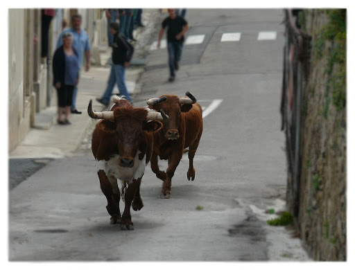 "bous al carrer" P1190999