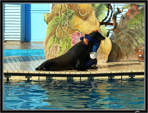 Marineland Marineland%20otarie.jpg%203pg