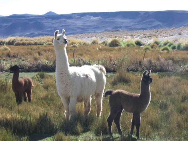 LEJARRETA EN LOS ANDES (2009) Llamas