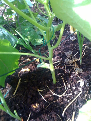 squirrels - Squash blossoms appear to be falling off.  is this normal? Photo%202-744523