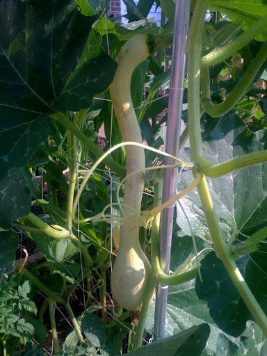 I've got Zucchini! Photo%202-751792