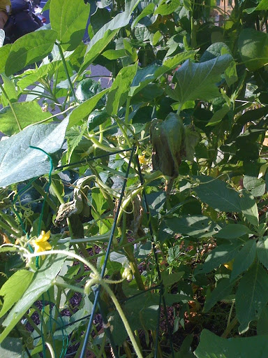 What is up with my cucumber plants? Photo%202-740908