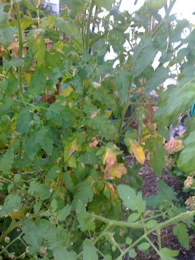 Tomato Produce Greenhouse SFG Photo-718960