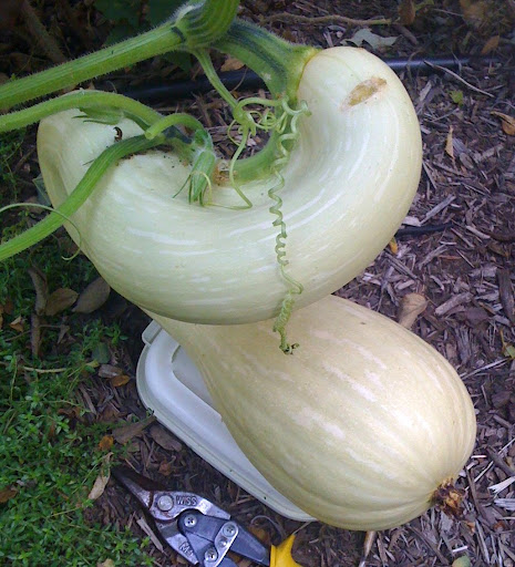 Stem grown into side of squash Photo%202-771115