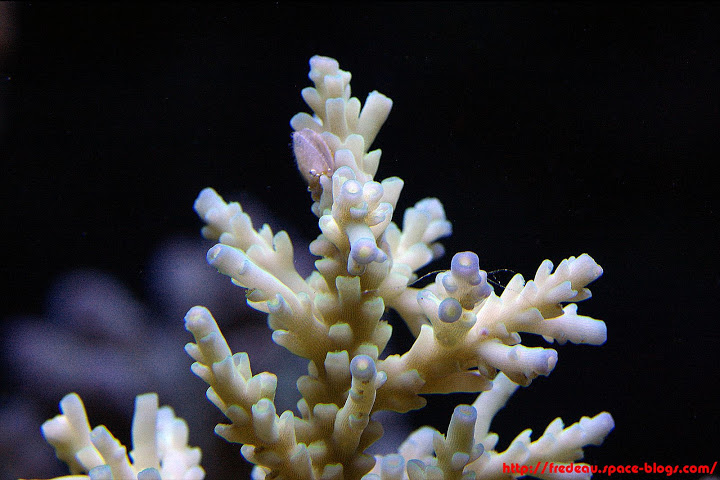 le récif du belon  Acropora-jacquelinae