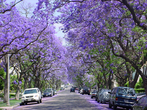 JACARANDA MIMOSIFOLIA Jacaranda