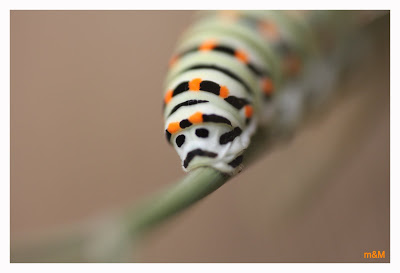 LUMIXDAY Midi Pyrénées 18/09/2010 photos   - Page 2 Machaon_2