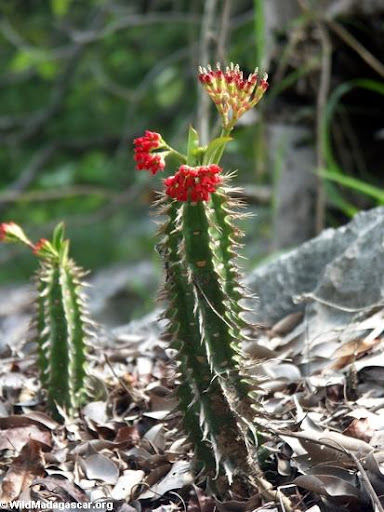 Nỗi lòng Blooming_cactus