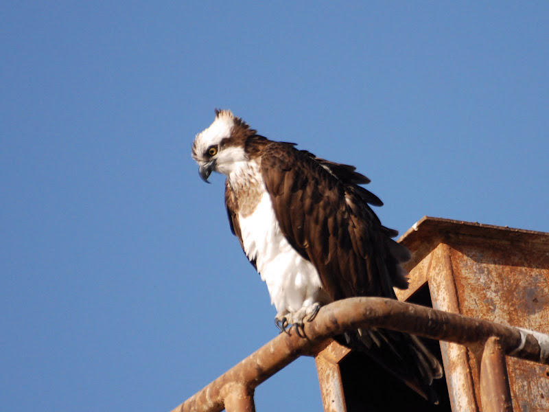 Nos amis les oiseaux Village%20Nubien%20%283%29