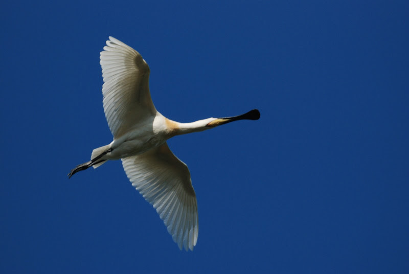 Nos amis les oiseaux Marquenterre%2029%2004%20P%20%28170%29