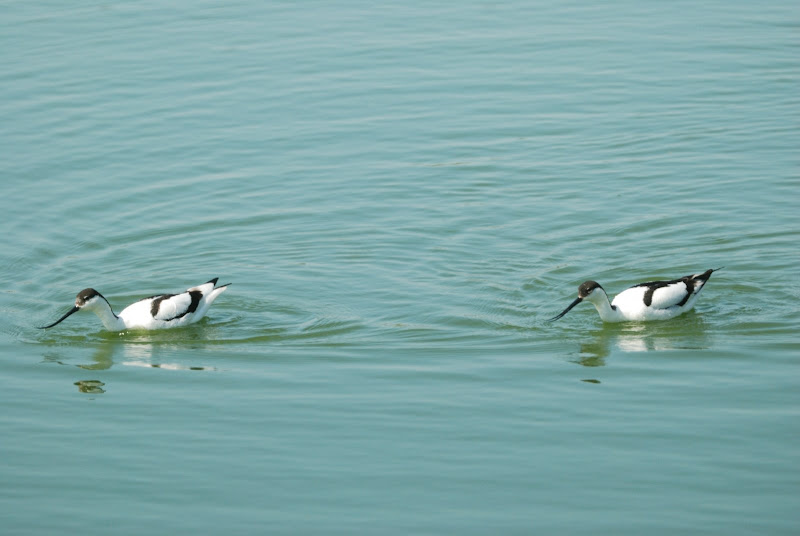 Nos amis les oiseaux DSC_0050