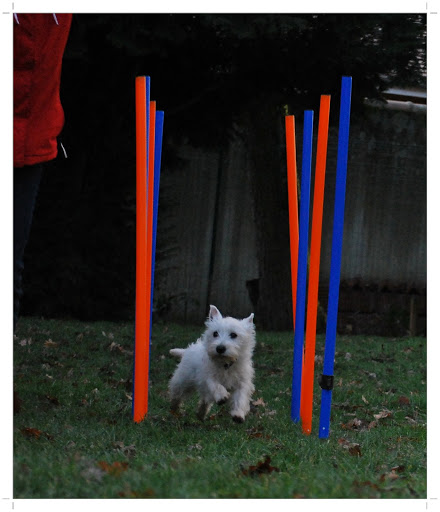 Westies Obr DSC_0073