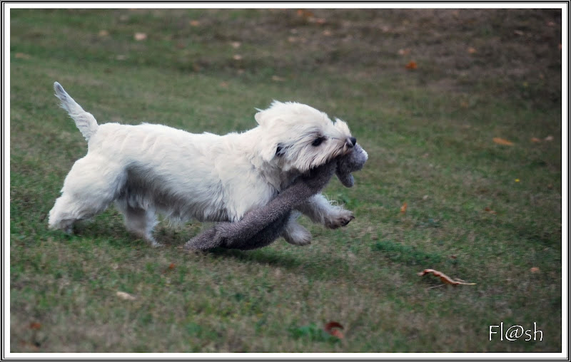 Régime pour chien (pour perdre ou gagner du poid) DSC_0096