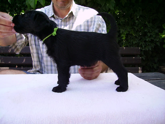 Puppies - Standards Schnauzers Black (kennel "Flor D' Luna") PICT0188