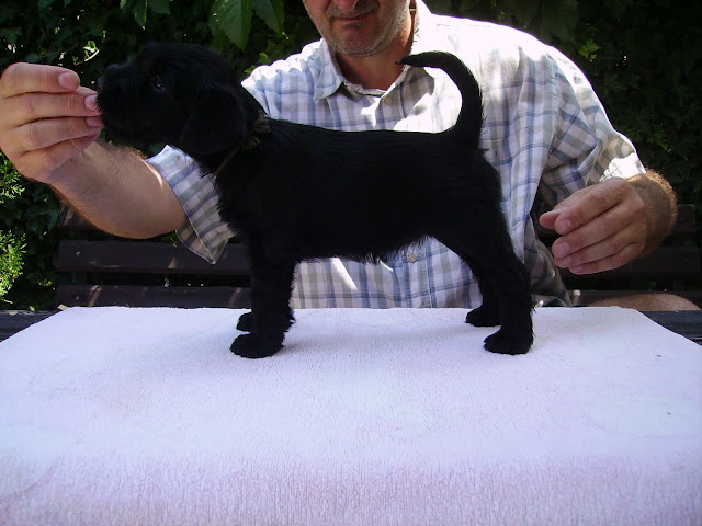 Puppies - Standards Schnauzers Black (kennel "Flor D' Luna") PICT0151