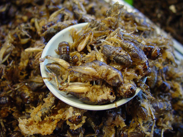 أغرب الأطعمة حول العالم .. Strange Meals of the World Deep-Fried-Crickets