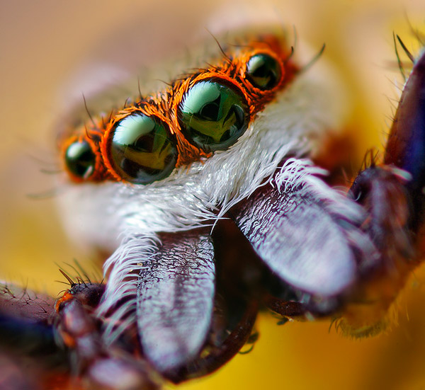 حشرهـ شكلها غريب ..  Eye-macros-jumping-spider1