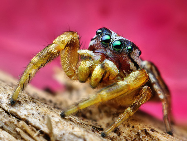 حشرهـ شكلها غريب ..  Jumping-Spider-Goes-to-a-Photo-Session-spider5