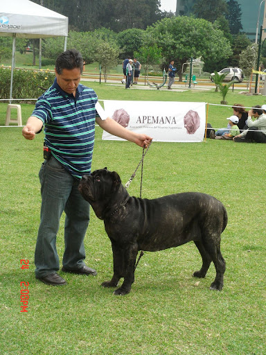 Algunas fotos del 5to match (Clase Cachorros) DSC00958