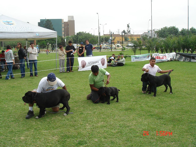 Algunas fotos del 5to match (Clase Cachorros) DSC00933