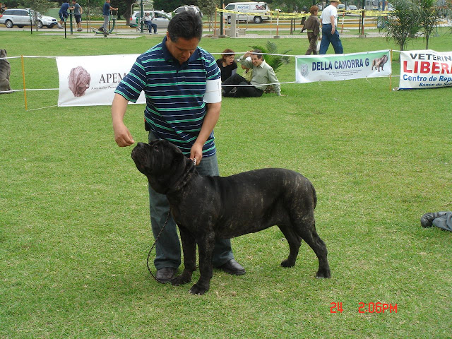 Algunas fotos del 5to match (Clase Cachorros) DSC00954